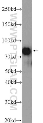 CUL3 Antibody in Western Blot (WB)