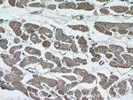 CUL3 Antibody in Immunohistochemistry (Paraffin) (IHC (P))