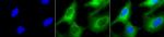 Hsp90 Antibody in Immunocytochemistry (ICC/IF)