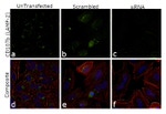 CD107b (LAMP-2) Antibody