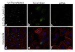 CD107b (LAMP-2) Antibody in Immunocytochemistry (ICC/IF)