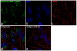 CD107a (LAMP-1) Antibody in Immunocytochemistry (ICC/IF)