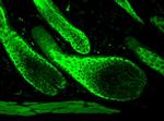 Hsp70 Antibody in Immunohistochemistry (PFA fixed) (IHC (PFA))