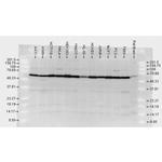 Hsp70 Antibody in Western Blot (WB)