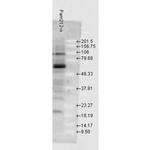 Hsp70 Antibody in Western Blot (WB)