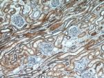 ETFDH Antibody in Immunohistochemistry (Paraffin) (IHC (P))