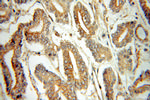 ETFDH Antibody in Immunohistochemistry (Paraffin) (IHC (P))