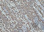 ETFDH Antibody in Immunohistochemistry (Paraffin) (IHC (P))