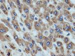 ETFDH Antibody in Immunohistochemistry (Paraffin) (IHC (P))