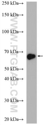 ETFDH Antibody in Western Blot (WB)