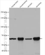 ETFDH Antibody in Western Blot (WB)