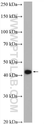 ACAA2 Antibody in Western Blot (WB)