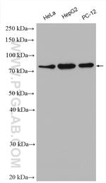 DDX3 Antibody in Western Blot (WB)