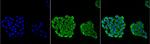 Hsp70 Antibody in Immunocytochemistry (ICC/IF)