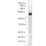 Hsp70 Antibody in Western Blot (WB)