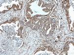 MEST Antibody in Immunohistochemistry (Paraffin) (IHC (P))