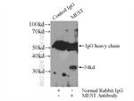 MEST Antibody in Immunoprecipitation (IP)