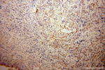 DAZAP1 Antibody in Immunohistochemistry (Paraffin) (IHC (P))