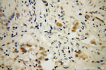 DAZAP1 Antibody in Immunohistochemistry (Paraffin) (IHC (P))