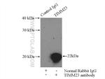 Tim23 Antibody in Immunoprecipitation (IP)