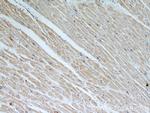 Tim23 Antibody in Immunohistochemistry (Paraffin) (IHC (P))