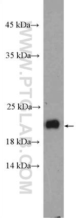 Tim23 Antibody in Western Blot (WB)