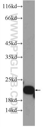 Tim23 Antibody in Western Blot (WB)