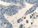 TESC Antibody in Immunohistochemistry (Paraffin) (IHC (P))