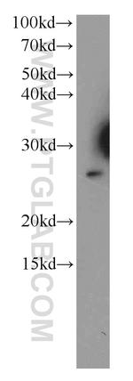 TESC Antibody in Western Blot (WB)