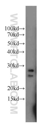 TESC Antibody in Western Blot (WB)