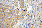 MYH9 Antibody in Immunohistochemistry (Paraffin) (IHC (P))