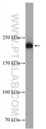 MYH9 Antibody in Western Blot (WB)