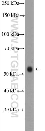 RXRG Antibody in Western Blot (WB)