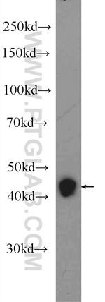 RXRG Antibody in Western Blot (WB)