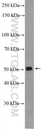 RXRG Antibody in Western Blot (WB)