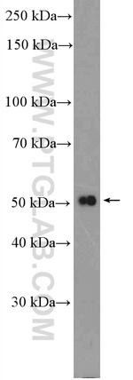 RXRG Antibody in Western Blot (WB)