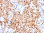 Chromogranin A/CHGA (Neuroendocrine Marker) Antibody in Immunohistochemistry (Paraffin) (IHC (P))