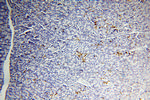 COG3 Antibody in Immunohistochemistry (Paraffin) (IHC (P))