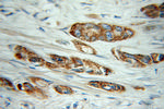 COG3 Antibody in Immunohistochemistry (Paraffin) (IHC (P))