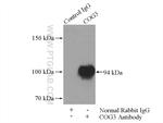 COG3 Antibody in Immunoprecipitation (IP)