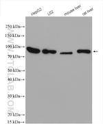 COG3 Antibody in Western Blot (WB)