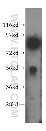 COG3 Antibody in Western Blot (WB)