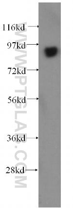 COG3 Antibody in Western Blot (WB)