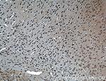 Dysbindin Antibody in Immunohistochemistry (Paraffin) (IHC (P))