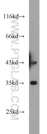 Dysbindin Antibody in Western Blot (WB)