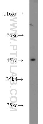 Dysbindin Antibody in Western Blot (WB)