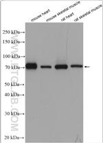 Aconitase 2 Antibody in Western Blot (WB)