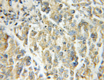 Aconitase 2 Antibody in Immunohistochemistry (Paraffin) (IHC (P))