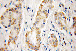 Aconitase 2 Antibody in Immunohistochemistry (Paraffin) (IHC (P))