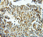 Aconitase 2 Antibody in Immunohistochemistry (Paraffin) (IHC (P))